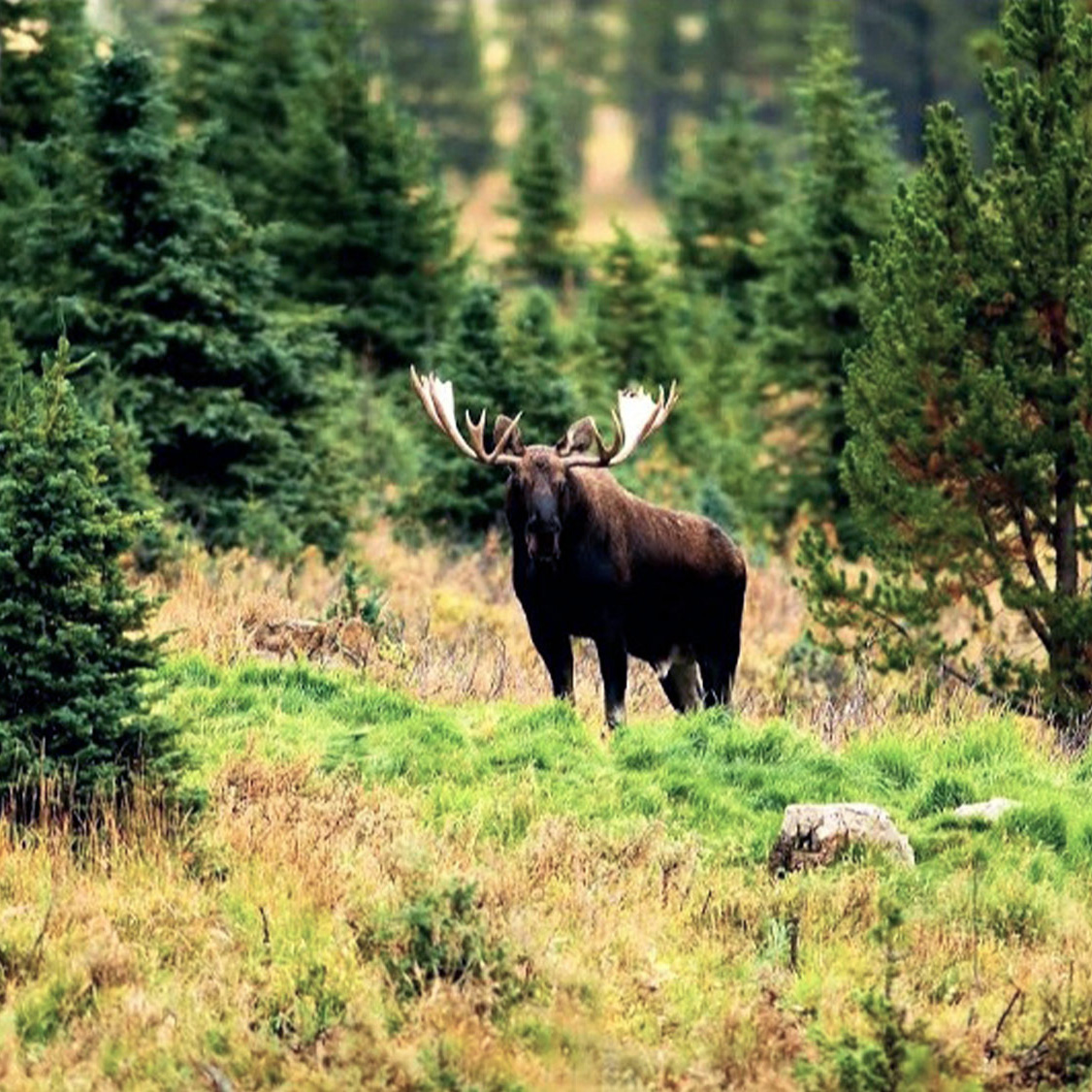 Wildlife safari med True Nature Sweden