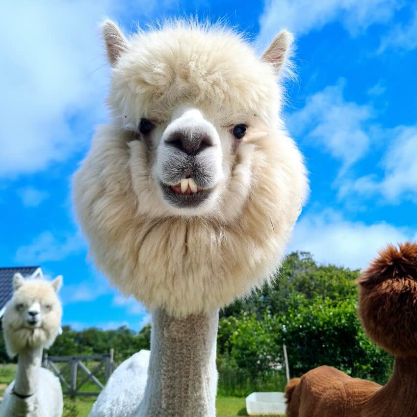 Overnat blandt Alpacaer hos Egeskov's Alpaca & Cottage