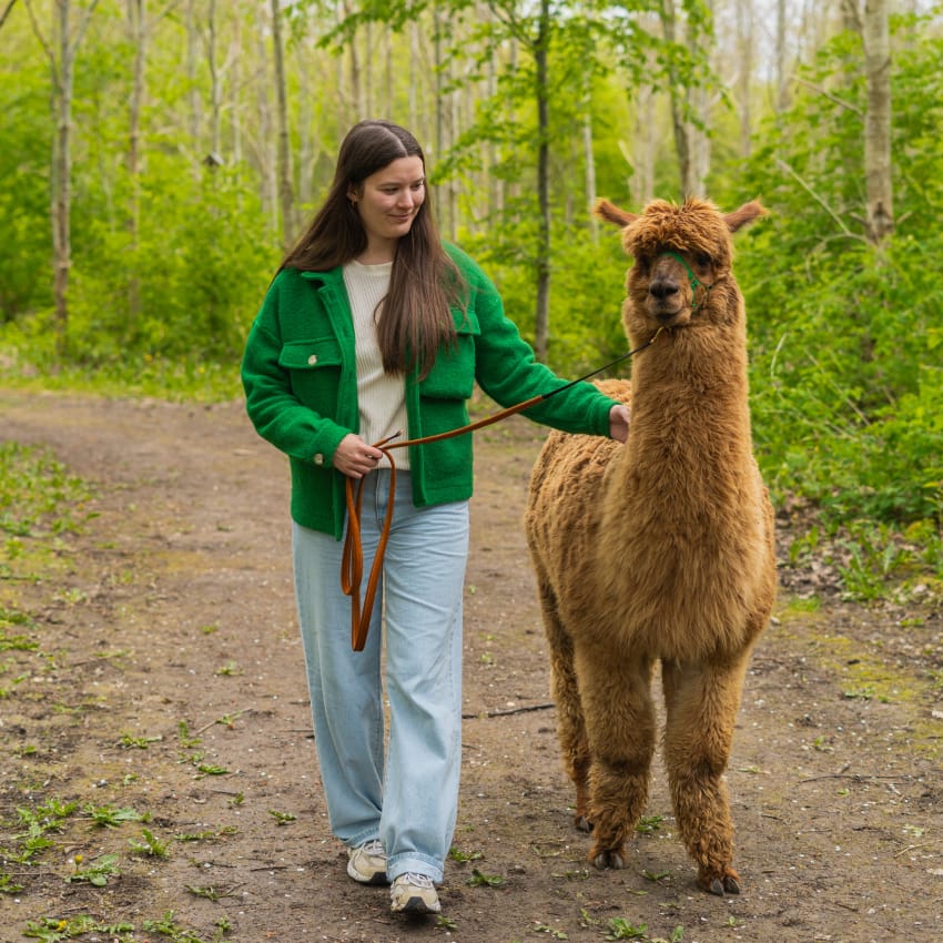 VIP alpaca gåtur med Alpacapark