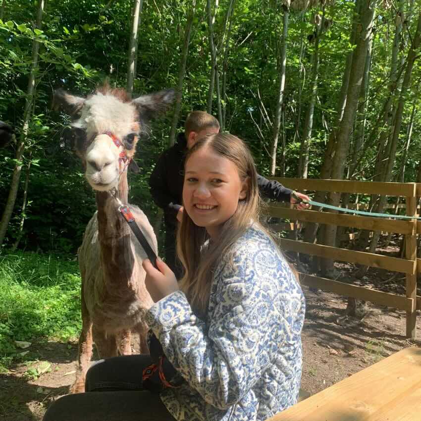 Alpaca Gåtur i historiske omgivelser hos Bondegården Bækgården