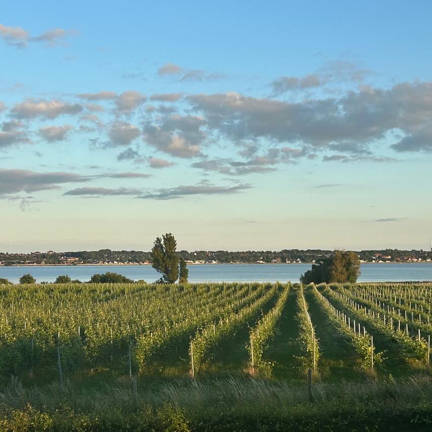 Vinsmagning & rundvisning hos Tusen Vin