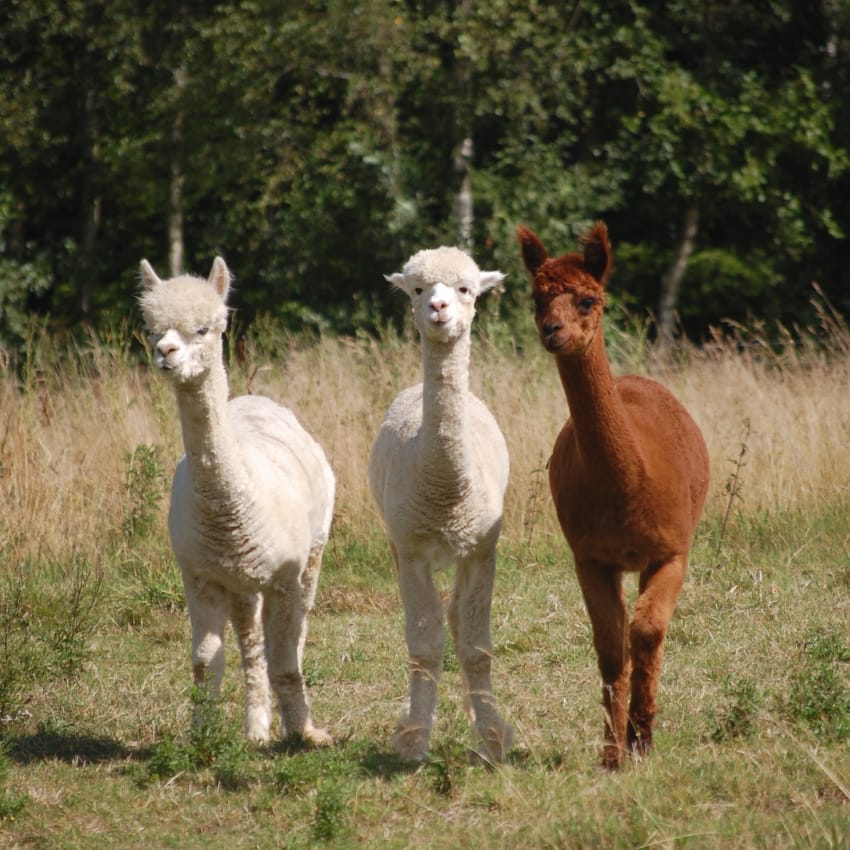 Ridetur & alpakahygge hos Soemmi