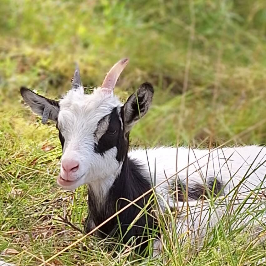 Närvaro med killinggänget med Enöga Stockholm