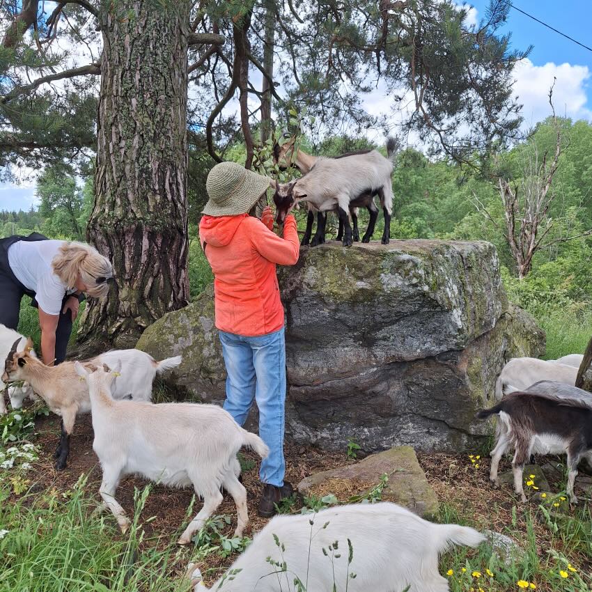 Kulturvandring med killingmys genom hagar med Enöga Stockholm